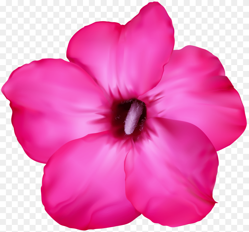 6000x5603 Flower Pink Clip Art Transparent PNG