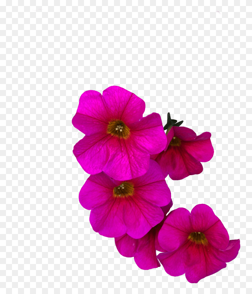 1024x1209 Flower Pink Petunia Freetoedit Primula, Geranium, Plant, Blossom HD PNG Download