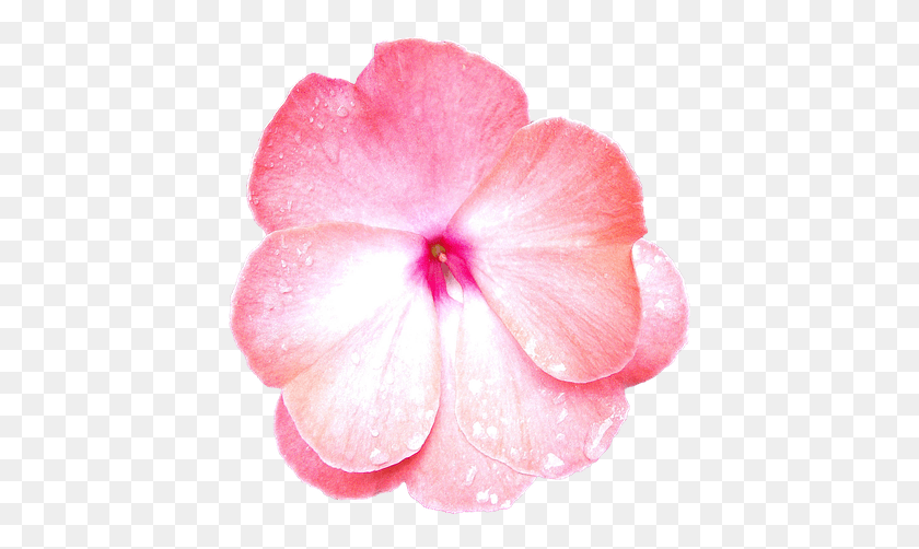 427x442 Flower Pink Pink Flowers Petal Macro Nature Periwinkle, Geranium, Plant, Blossom HD PNG Download