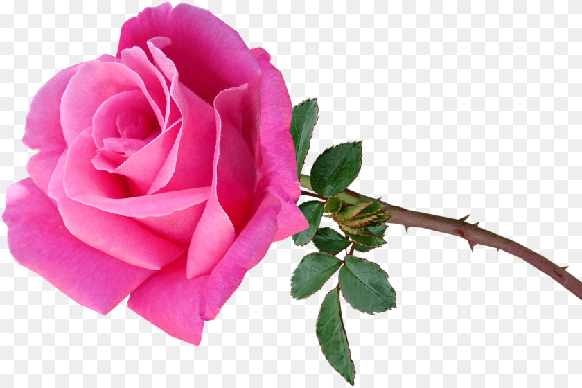 1264x842 Flower Pink Rose Image On Pixabay Lovely, Plant, Petal Sticker PNG