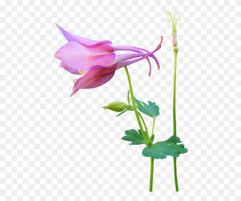 469x639 Flower Pink Stem Seed Canada Columbine, Plant, Blossom, Bird HD PNG Download
