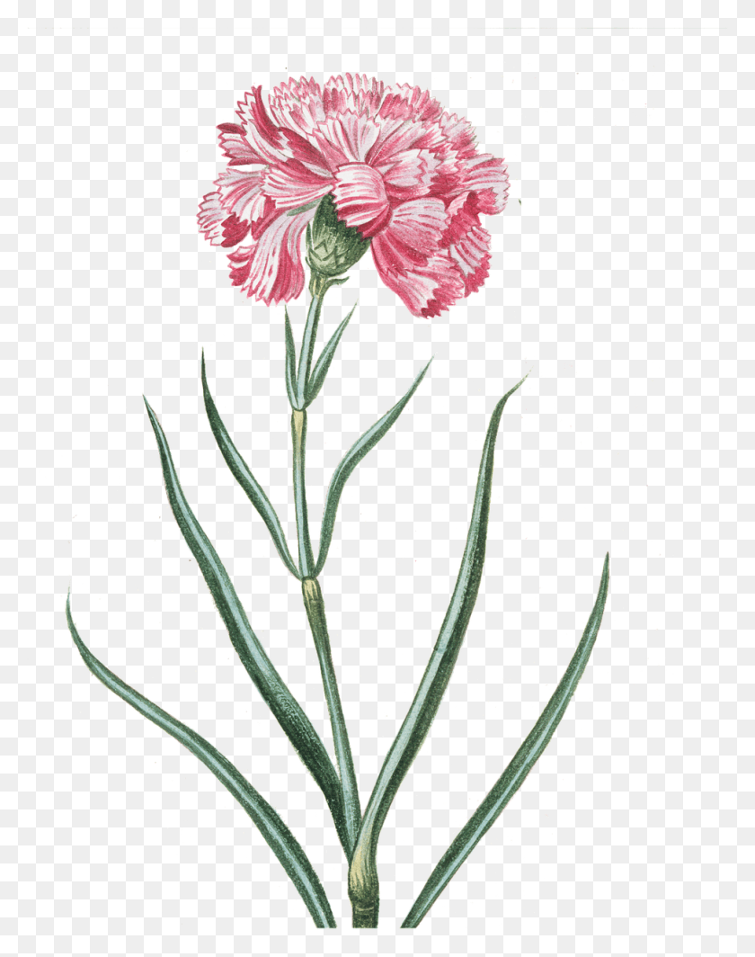 971x1251 Flower Pink Transparent Vintage Image Vintage Flowers Pink Transparent, Plant, Blossom, Carnation HD PNG Download