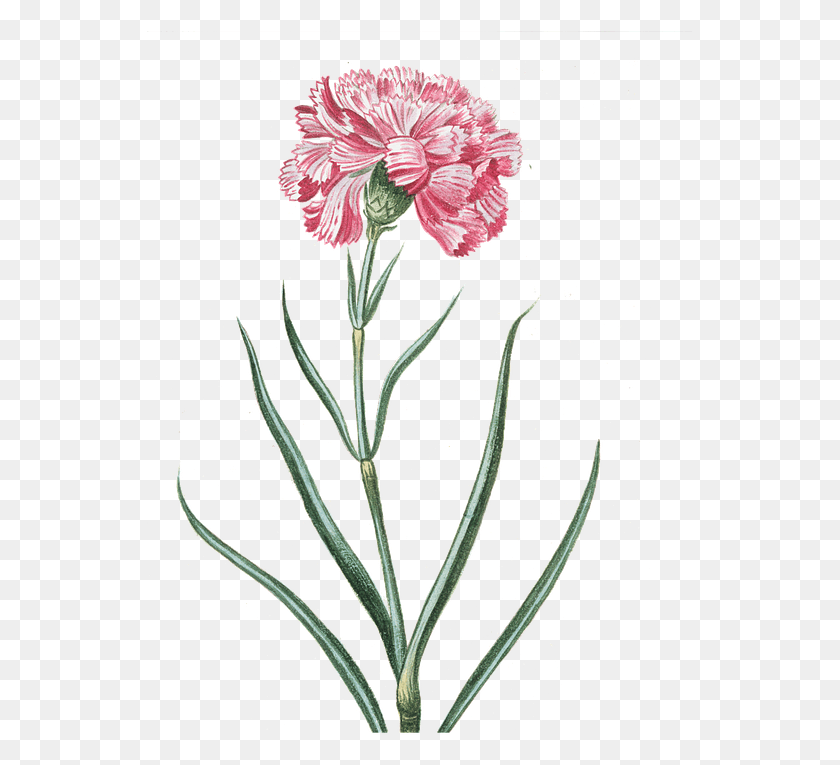 547x705 Flower Pink Transparent Vintage Pink Flowers Vintage Flowers Pink Transparent, Plant, Blossom, Carnation HD PNG Download