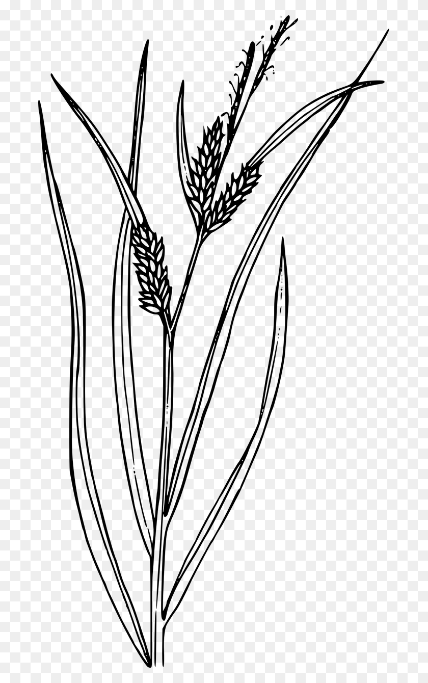 689x1280 Flower Plant Wild Wildflower Transparent Image Sedge Black And White, Gray, World Of Warcraft HD PNG Download