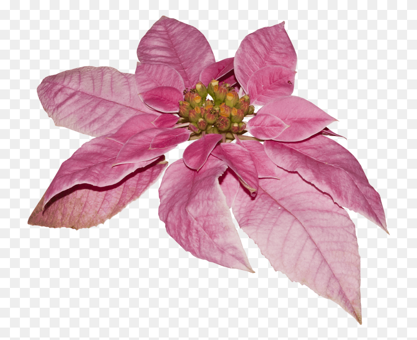 732x625 Цветок Пуансеттия, Лепесток, Растение, Цветение Hd Png Скачать