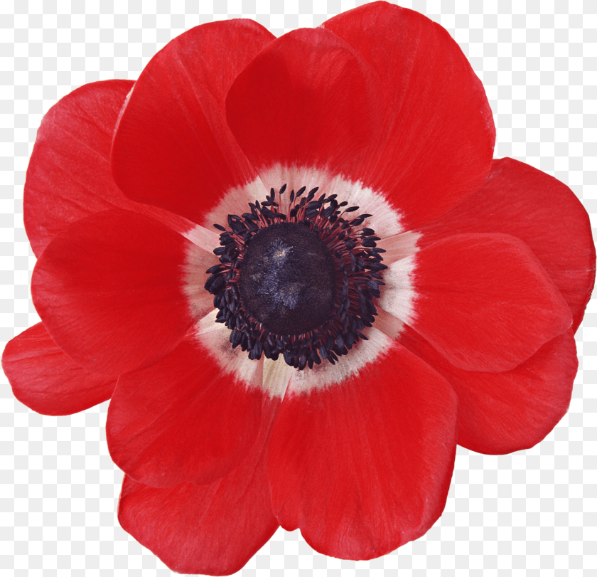 1600x1544 Flower Prints Red Poppies Chalk Art Flowers Floral, Anemone, Plant, Rose, Poppy Sticker PNG