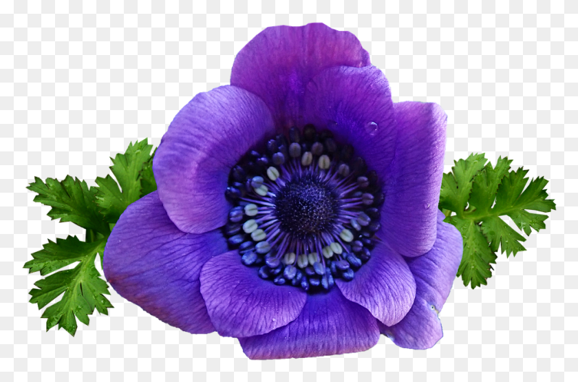 942x598 Flower Purple Anemone Spring Garden Nature Anemone Flower Transparent, Plant, Blossom, Anther HD PNG Download
