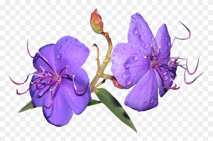 943x601 Descargar Png Flor Púrpura Gotas De Lluvia Arbusto Jardín Melastome Familia, Geranio, Planta Hd Png