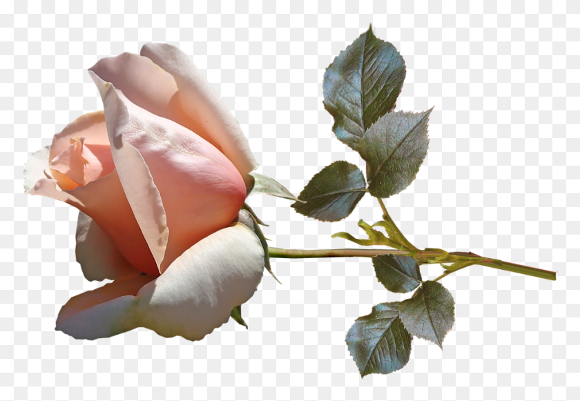 919x615 Цветок Розы Бутон Стебель Духи Сад Природа Сад Розы, Растение, Цветение, Лепесток Hd Png Скачать