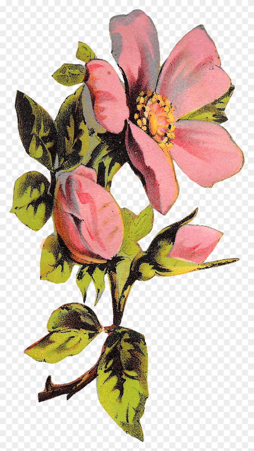 830x1521 Flower Rose Floral Botanical Art Illustration Clipart Roses Illustration, Plant, Blossom, Petal Descargar Hd Png