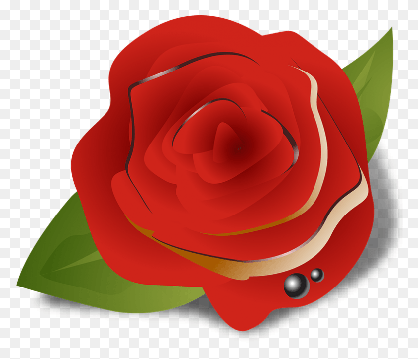 787x669 Цветок Роза Красный Гулаб Цвет Садовые Розы, Растение, Цветок, Лепесток Hd Png Скачать