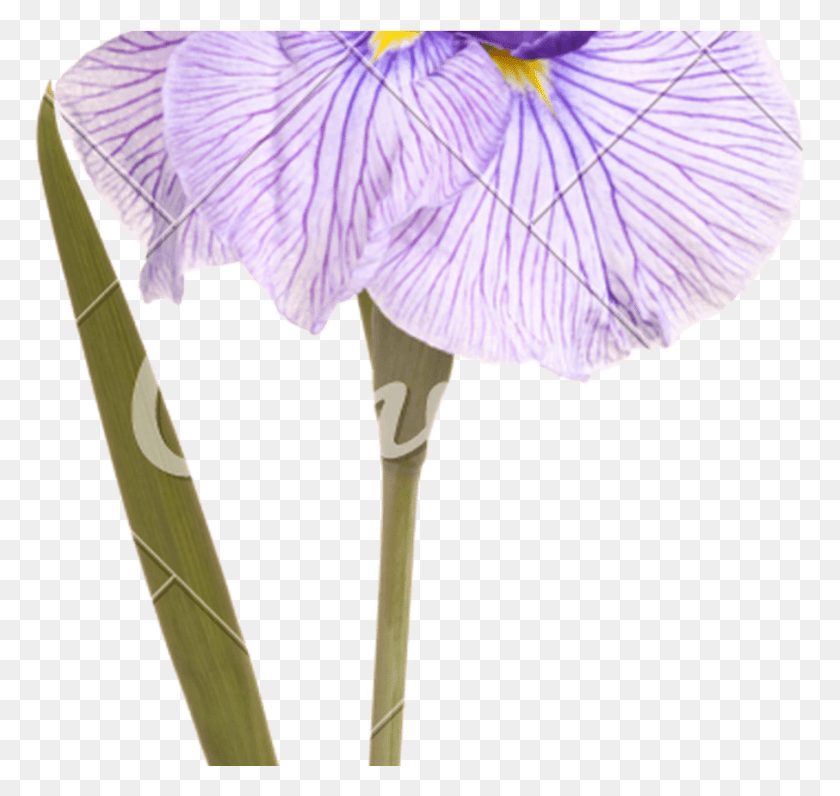 906x856 Flower Stem And Leaf Of A Japanese Iris Photos By Crocus, Plant, Blossom, Petal HD PNG Download