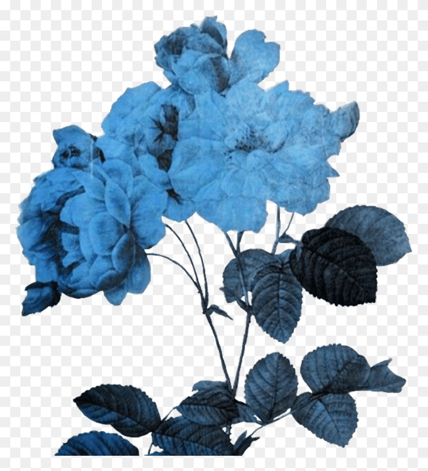 1024x1137 Цветочные Стикеры Фоны Blue Pics Aesthetic, Растение, Acanthaceae, Blossom Hd Png Скачать