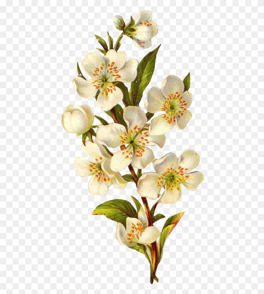462x874 Flower Sticker Transparent Background Vintage Flower, Plant, Blossom, Anther HD PNG Download
