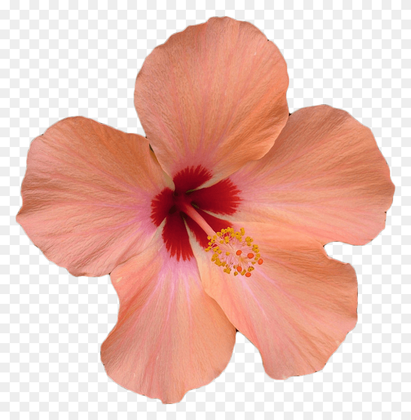 801x819 Flower Stock Photography Xchng Clip Art Pink Pink Hibiscus Flower, Plant, Hibiscus, Blossom HD PNG Download