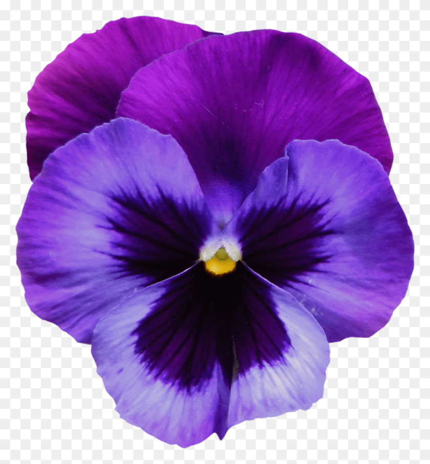 910x990 Flower Tattoo Clipart Violet Violet Flower, Plant, Blossom, Geranium HD PNG Download