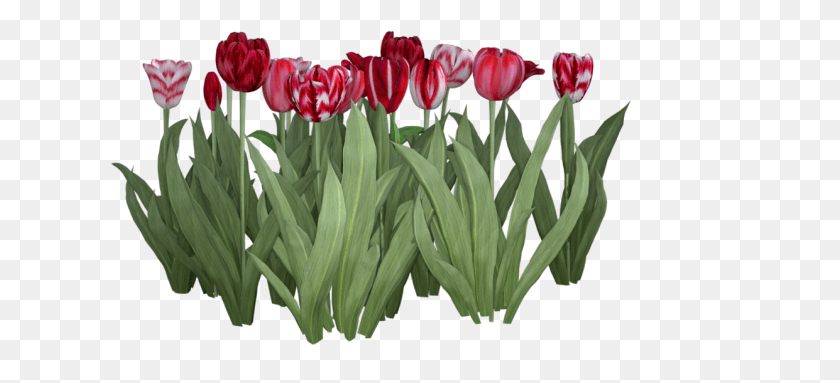 1241x515 Цветочная Текстура 467781 Sprenger39S Тюльпан, Растение, Цветок, Лепесток Png Скачать