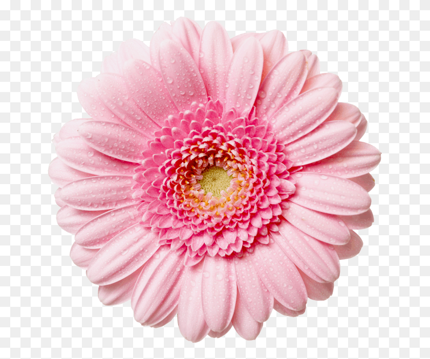 655x642 Flower Transpa Flower Images Pluspng Flower, Dahlia, Plant, Blossom HD PNG Download