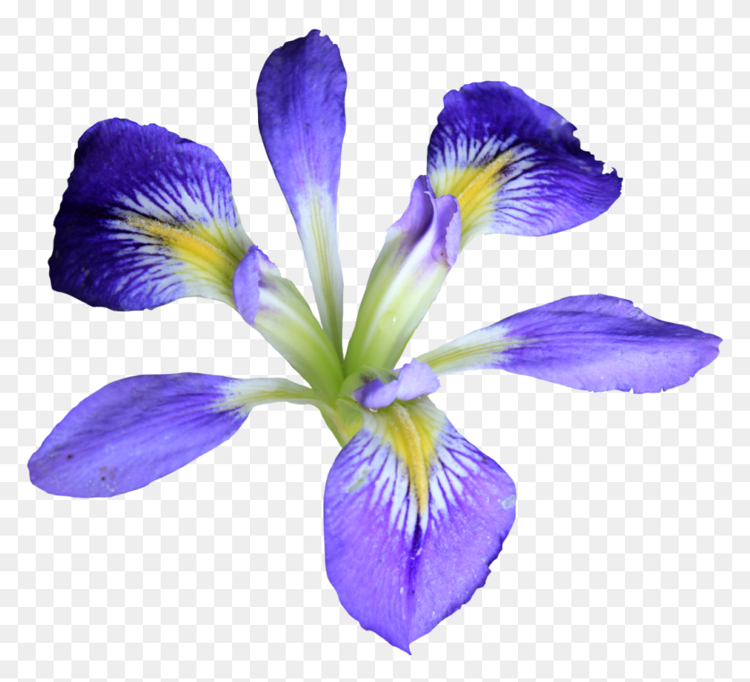 1024x925 Descargar Png Flor De Iris, Planta, Flor, Pétalo Hd Png