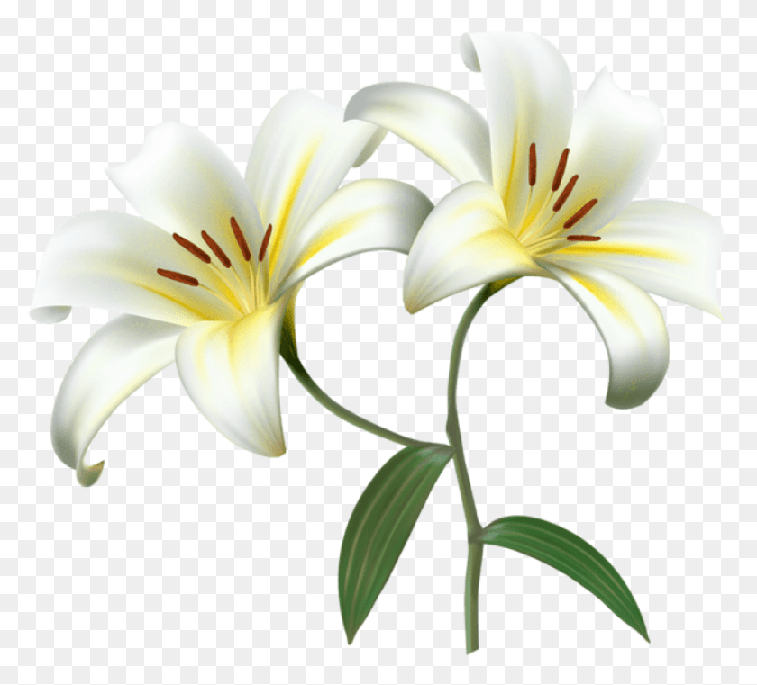 850x764 Flower Transparent Transparent Background White Lily Flower, Plant, Blossom, Lily HD PNG Download