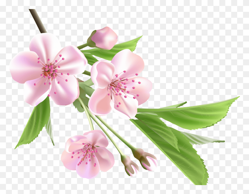1575x1201 Цветочное Дерево Фон, Растение, Цвести, Пыльник Hd Png Скачать