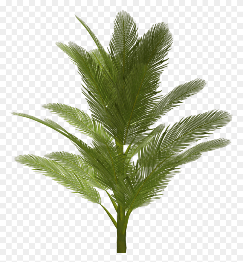 858x930 Цветочное Дерево Изображения, Лист, Растение, Зеленый Hd Png Скачать
