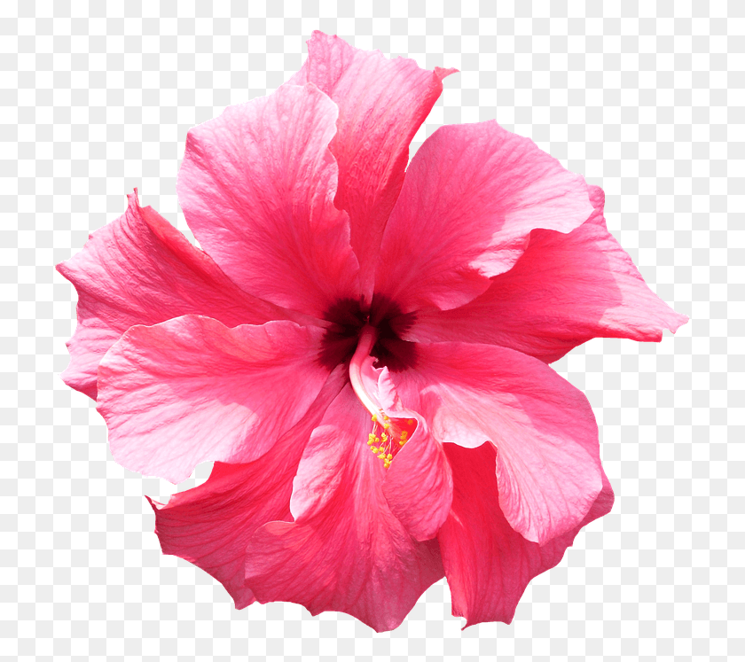 721x687 Flower Tropical Tropical Flower Transparent Background, Hibiscus, Plant, Blossom HD PNG Download