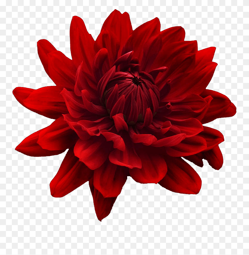 757x801 Flower Tumblr Flowers Flower Red E Blue, Dahlia, Plant, Blossom HD PNG Download