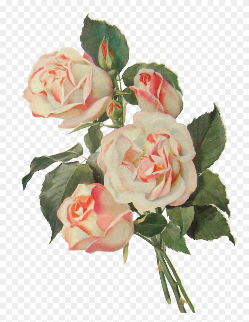 900x1183 Flower Vintage, Plant, Rose, Blossom HD PNG Download