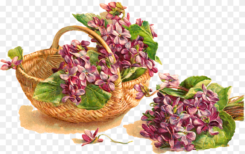 1576x994 Flower Violet Basket Image Carte De Vux Anciennes, Flower Arrangement, Plant, Herbal, Herbs Clipart PNG