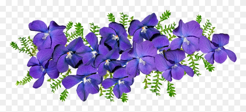 935x386 Flower Violets, Plant, Geranium, Blossom HD PNG Download