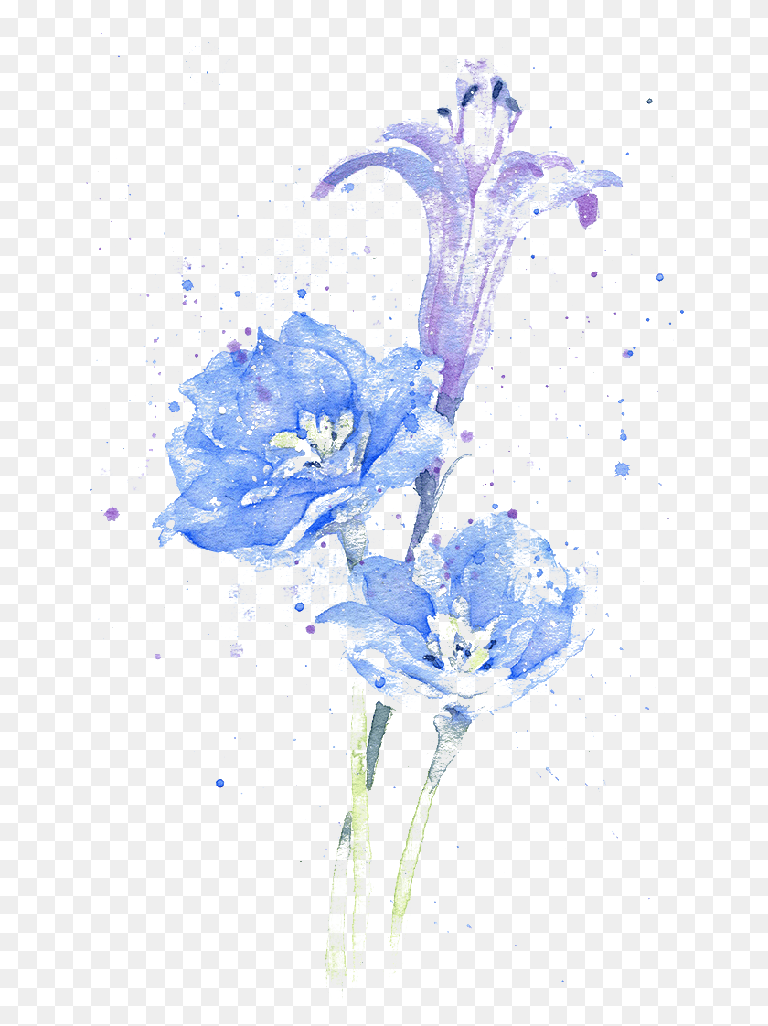 658x1062 Flower Watercolor Painting Color Transprent Free Water Ink Flowers, Plant, Geranium, Blossom HD PNG Download