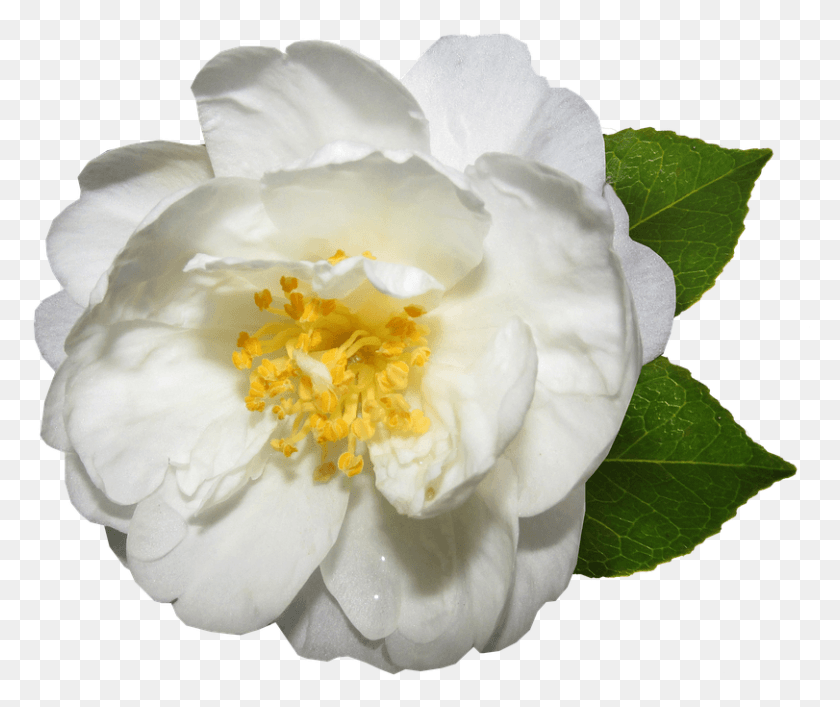 811x673 Цветок Белая Камелия Цветение Сад Цветок Камелия Белая, Роза, Растение, Цветение Hd Png Скачать
