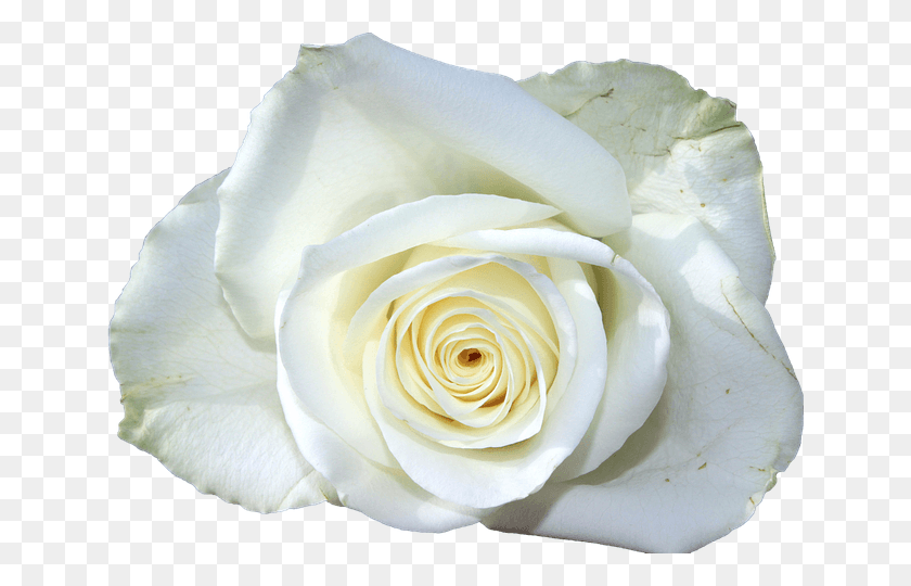 642x480 Цветок Белая Роза Лежащая Соболезнование Каарт, Растение, Роза, Цветение Hd Png Скачать