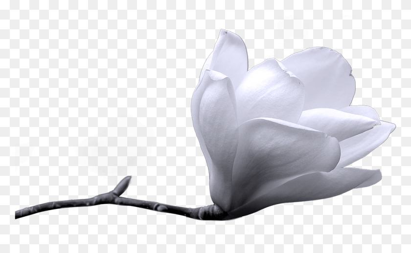 1023x601 Цветок Белый Зимний Цветок, Растение, Лепесток, Цветение Hd Png Скачать