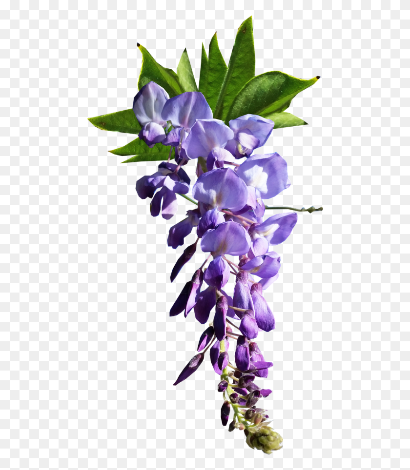 486x904 Flower Wisteria Spring Glicine, Plant, Blossom, Iris HD PNG Download