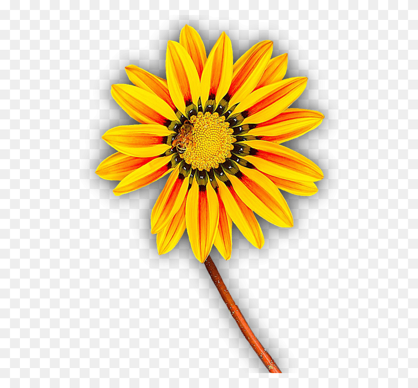 540x720 Цветок Желтый Изолированный Желтый Цветок Цвести Flor Amarilla En, Растение, Цветок Сокровищ, Ромашка Hd Png Скачать