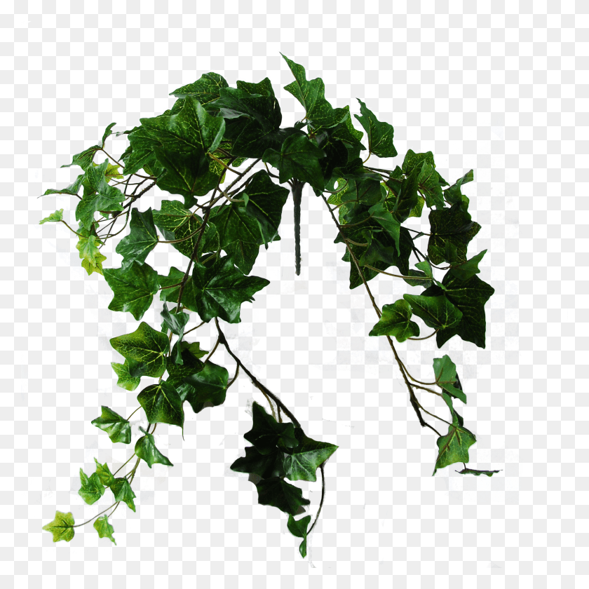 1700x1700 Descargar Png Flowerdutchess Ivy Green 60Cm Datura, Planta, Hoja, Vid Hd Png
