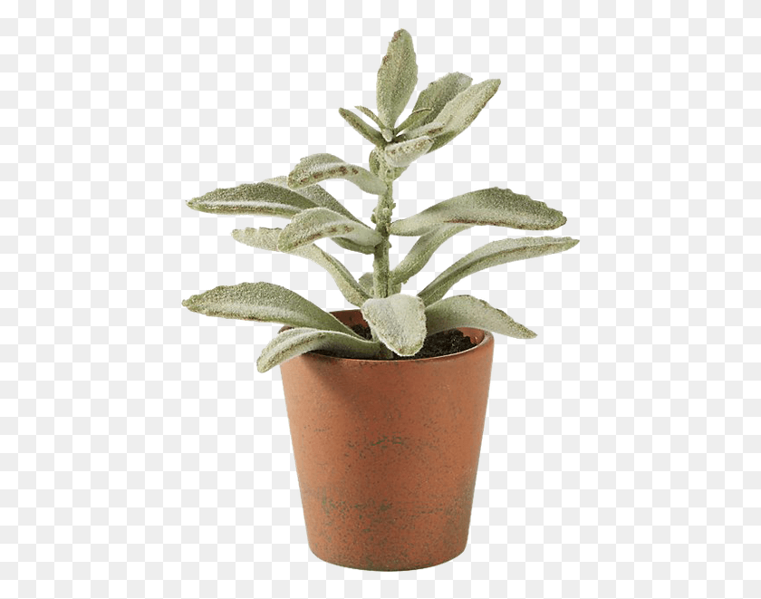 447x601 Вазон, Растение, Лист, Горшок Hd Png Скачать