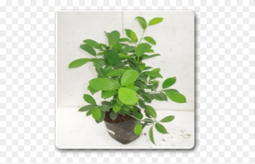 481x482 Png Цветочный Горшок, Лист, Растение, Горшечное Растение Hd Png Скачать
