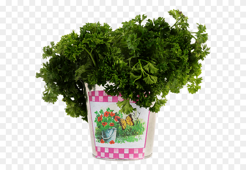 600x520 Flowerpot, Plant, Vase, Jar HD PNG Download