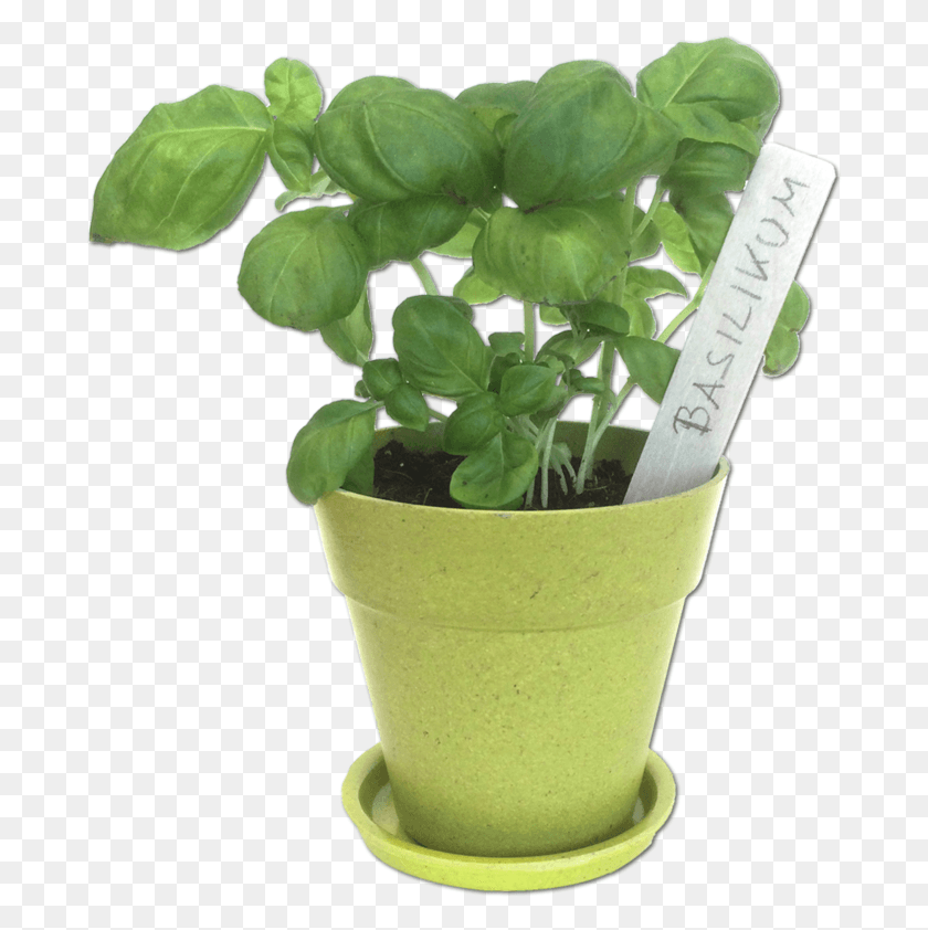 685x782 Flowerpot, Plant, Leaf, Pot HD PNG Download