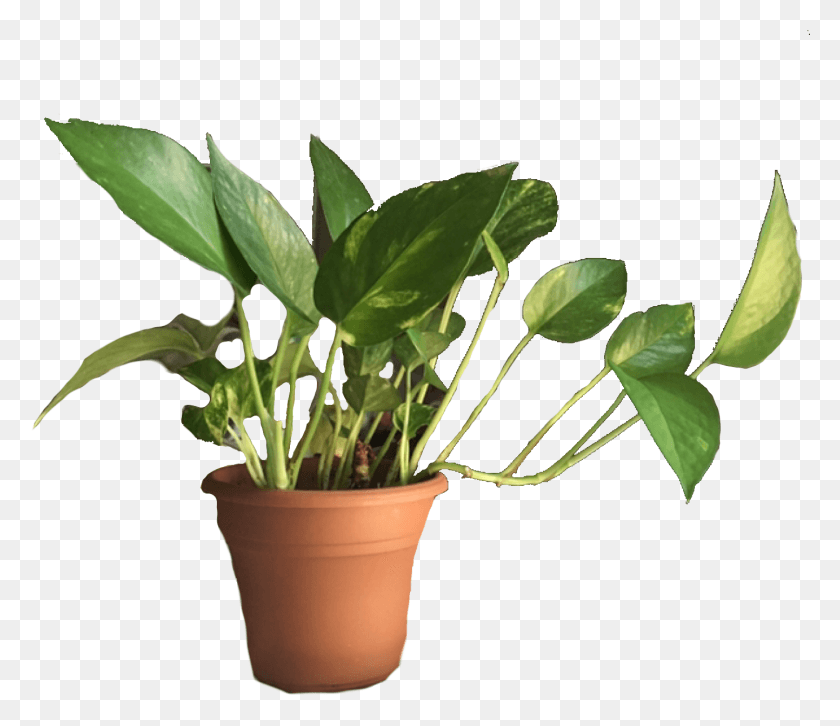 1443x1233 Maceta, Planta, Hoja, Flor Hd Png