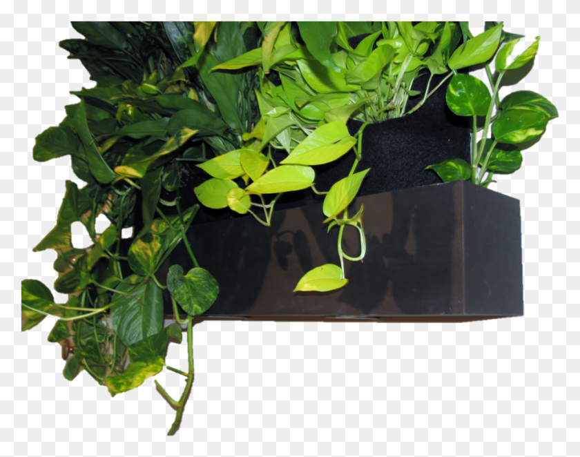 913x705 Flowerpot, Plant, Leaf, Vegetation HD PNG Download