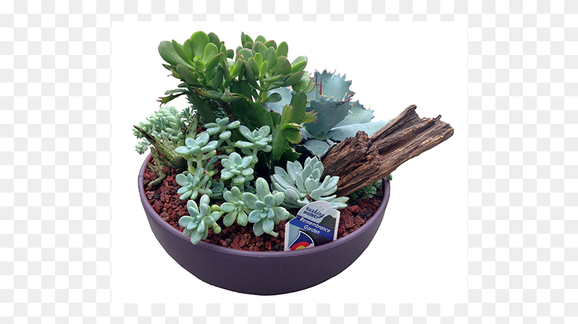 518x411 Flowerpot, Potted Plant, Plant, Vase HD PNG Download