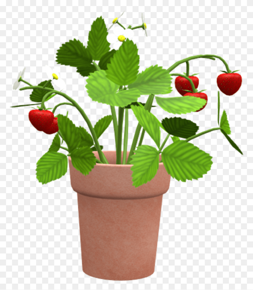 837x967 Flowerpot, Plant, Fruit, Food HD PNG Download