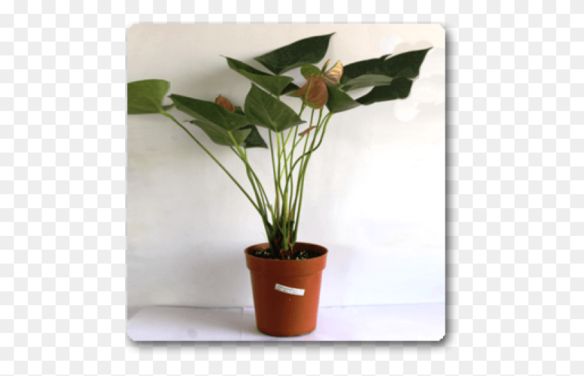 481x482 Flowerpot, Plant, Flower, Blossom HD PNG Download