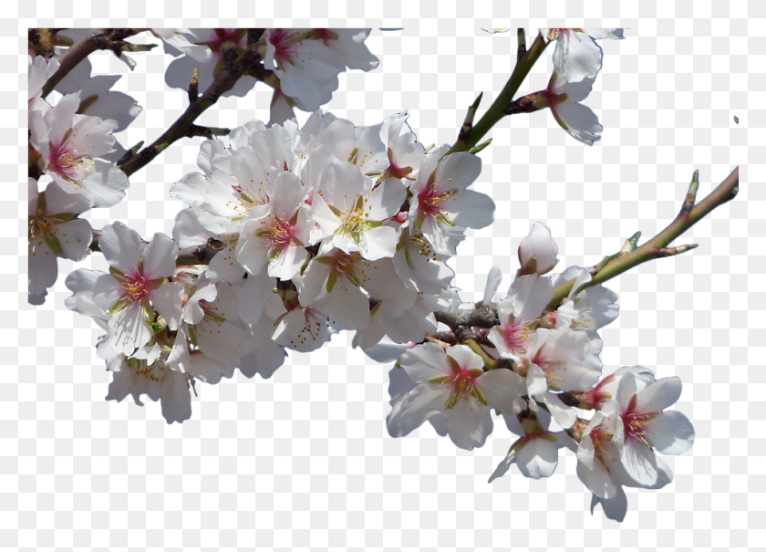 961x672 Flowers Almond Tree Flowering Cropped Image Flowery Transparent Background Flowers, Plant, Flower, Blossom HD PNG Download