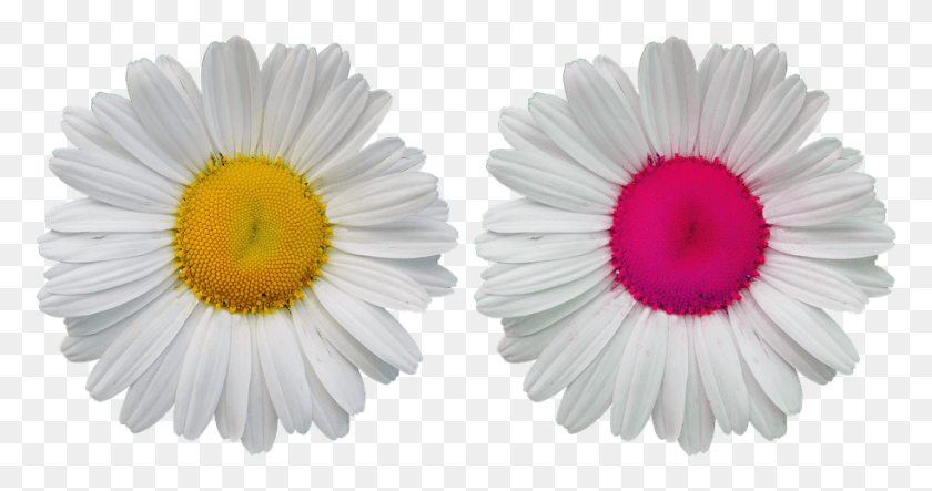 912x448 Flowers Blossom Bloom Wild Flowers Daisy Nature, Plant, Flower, Daisies HD PNG Download