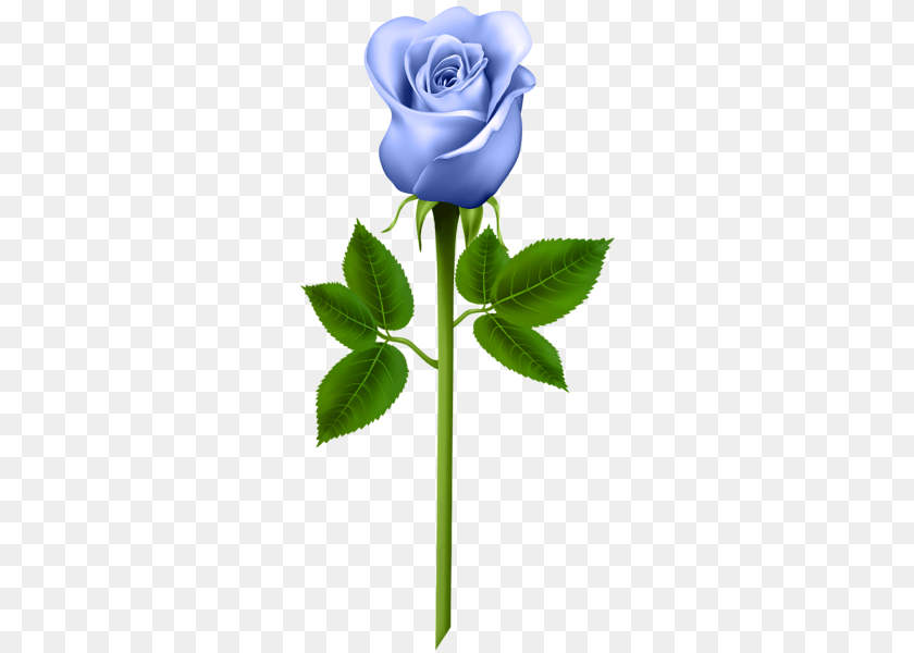 310x600 Flowers Blue Roses Purple Roses And Rose, Flower, Plant PNG